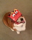 chien boite mcdonalds Happy Box Dog