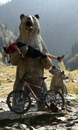 cycliste ours Pourquoi ????