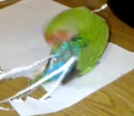 queue Un oiseau agrandit sa queue avec du papier