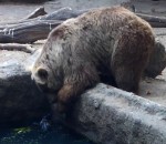 zoo sauvetage Un ours sauve un oiseau de la noyade