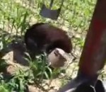 champ tracteur Un bucheron aide un ours la tête coincée dans un bidon
