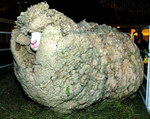 laine Un mouton pas tondu pendant 6 ans