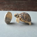 tortue mini Mini Tortue