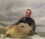 phoque Un bébé phoque s'amuse avec un surfeur