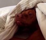 alarme Le chien Oscar n'aime pas les matins