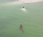 nageur Un nageur poursuivi par un crocodile 