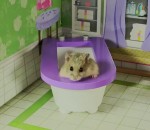 manoir Un hamster nain dans un petit manoir