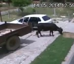 vache voiture Voler une vache en Inde