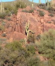 cactus Un cactus fait de l'escalade