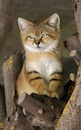 chaton Chaton des sables
