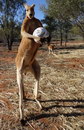 kangourou Tu veux faire un foot ?