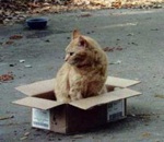 carton Piège à chats