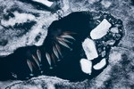 mer Des narvals dans la glace