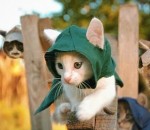 chaton mignon attaque Assassin's Creed Unity avec des chatons