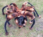 camera cachee Un chien déguisé en araignée mutante fait peur aux gens