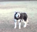 hurlement Un chien Husky ne veut pas quitter le parc