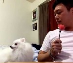 regarder manger chien Envier un morceau de pastèque sans se faire remarquer