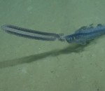 abysse Très rares images d'une créature abyssale, le siphonophore