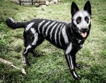 squelette chien Chien squelette