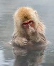 singe Un singe fait un doigt