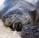 tortue sable Un phoque et une tortue se font un câlin