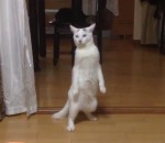 debout Un chat marche à reculons sur ses pattes arrière