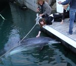 passant Un dauphin caressé par les passants (Brest)