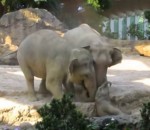 zoo elephant chute Des éléphants aident un éléphanteau dans un zoo