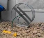 courir technique Un hamster fait de la roue sur le dos