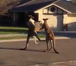 kangourou Bagarre de rue en Australie