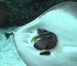plaquage Une raie essaie de manger un poisson dans un aquarium