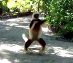 lemurien Un sifika se déplace comme un kangourou