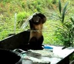 singe capucin Un singe fait sa lessive