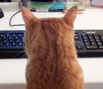 chat travail teletravail Oubliez le télétravail si vous avez un chat