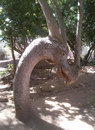 arbre Arbre Dragon