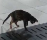 grille chat Un chat traque une souris