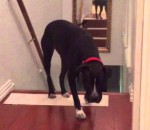 recule Un chien a peur des portes