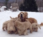 chiot golden neige Une chienne joue avec ses chiots