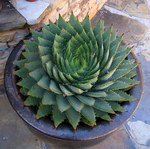 spirale Cactus en spirale