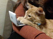 portable ordinateur chat Un chaton fait de l'ordi
