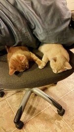 fauteuil Des chatons se tiennent la patte