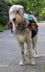 sacoche Un grand chien porte deux petits chiens