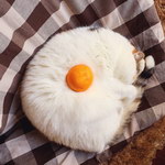 mandarine Oeuf sur le plat version chat