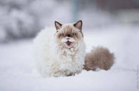 tete Un chat voit la neige pour la première fois