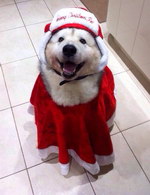 deguisement chien Chien déguisé pour Noël