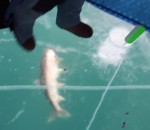 truite pecheur Attraper un gros poisson sur un lac gelé