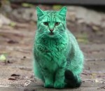 vert Le chat vert de Bulgarie