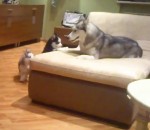canape Une chienne husky joue avec ses chiots