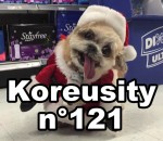 koreusity decembre Koreusity n°121