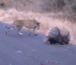 leopard Léopard vs Porc-épic 